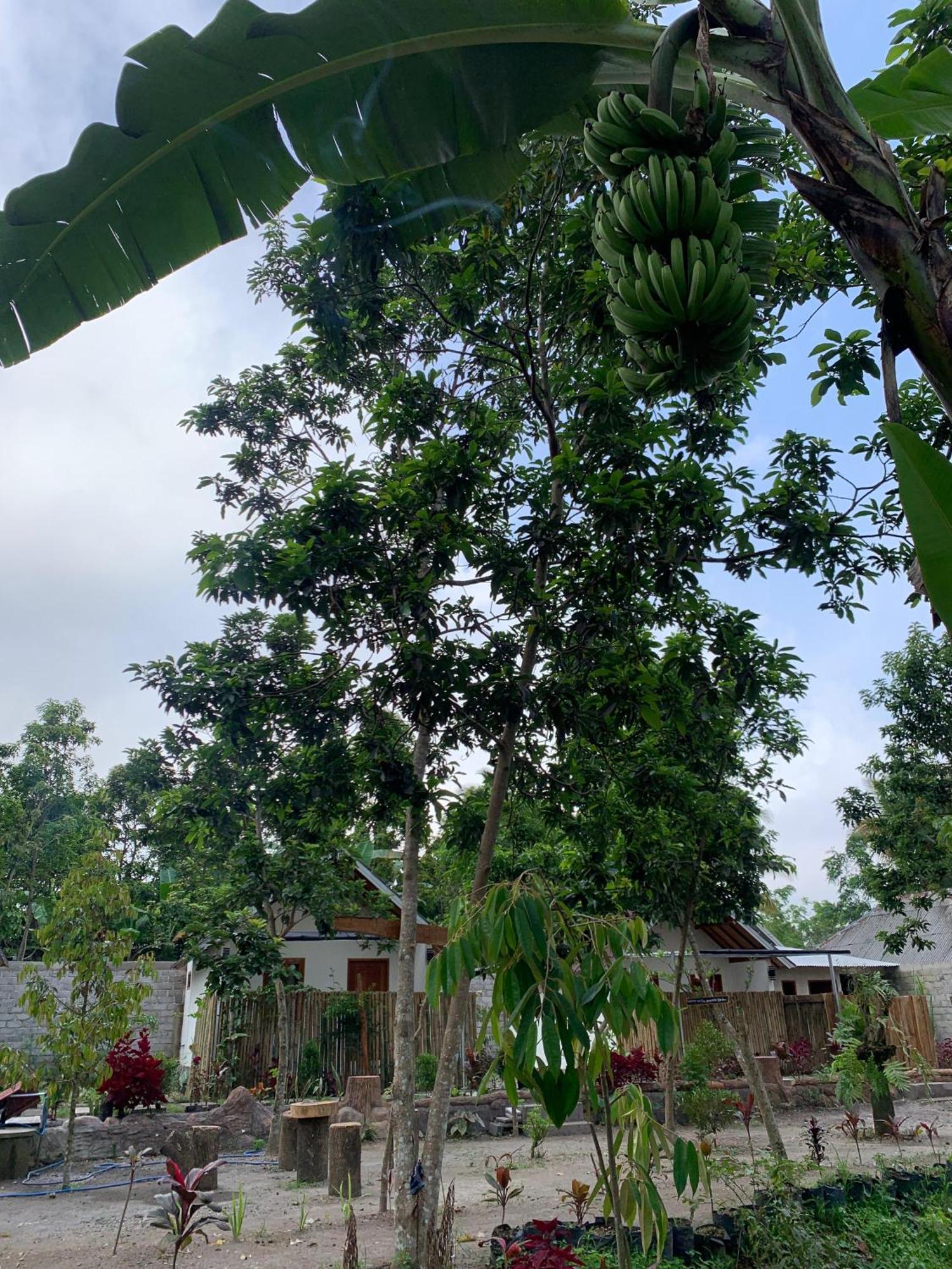 Avocado Homestay Тетебату Екстер'єр фото